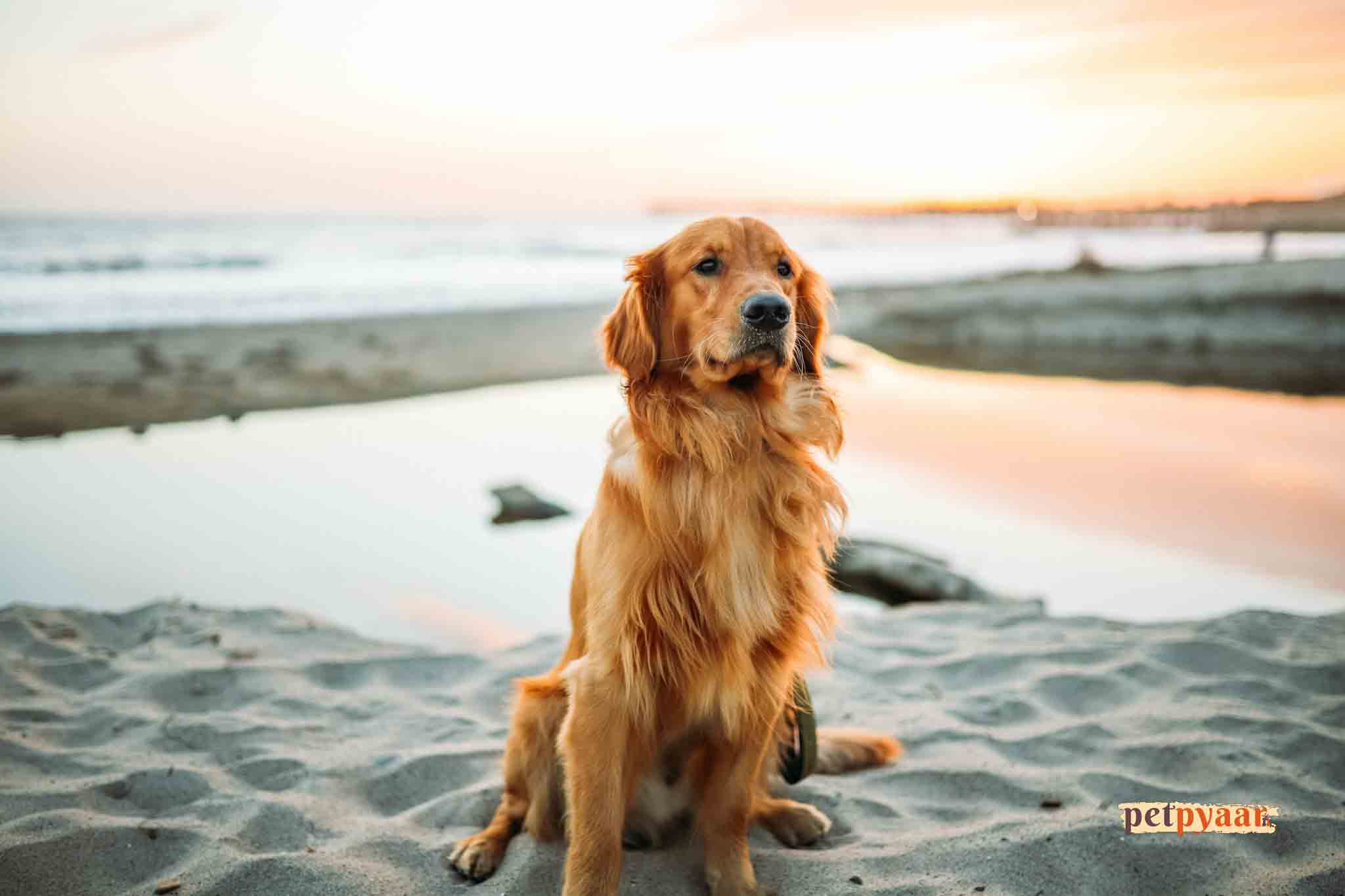 "Golden Retriever Diet and Obesity Prevention in India: Expert Tips for Managing Weight"